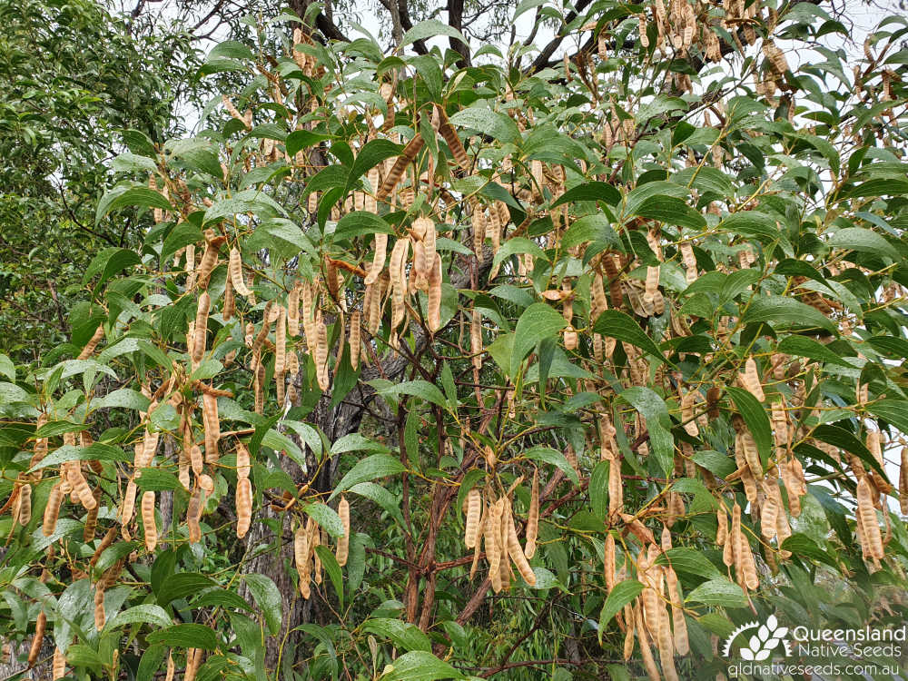 Acacia flavescens | pod, phyllodes | Queensland Native Seeds