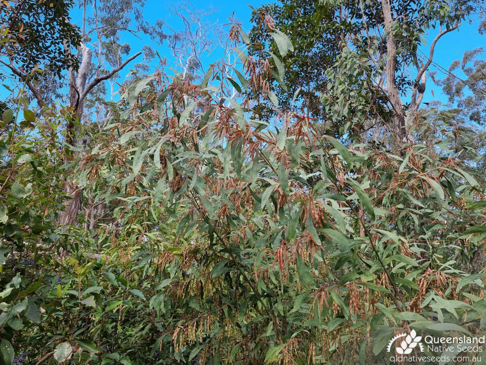 Acacia falcata | immature pods | Queensland Native Seeds