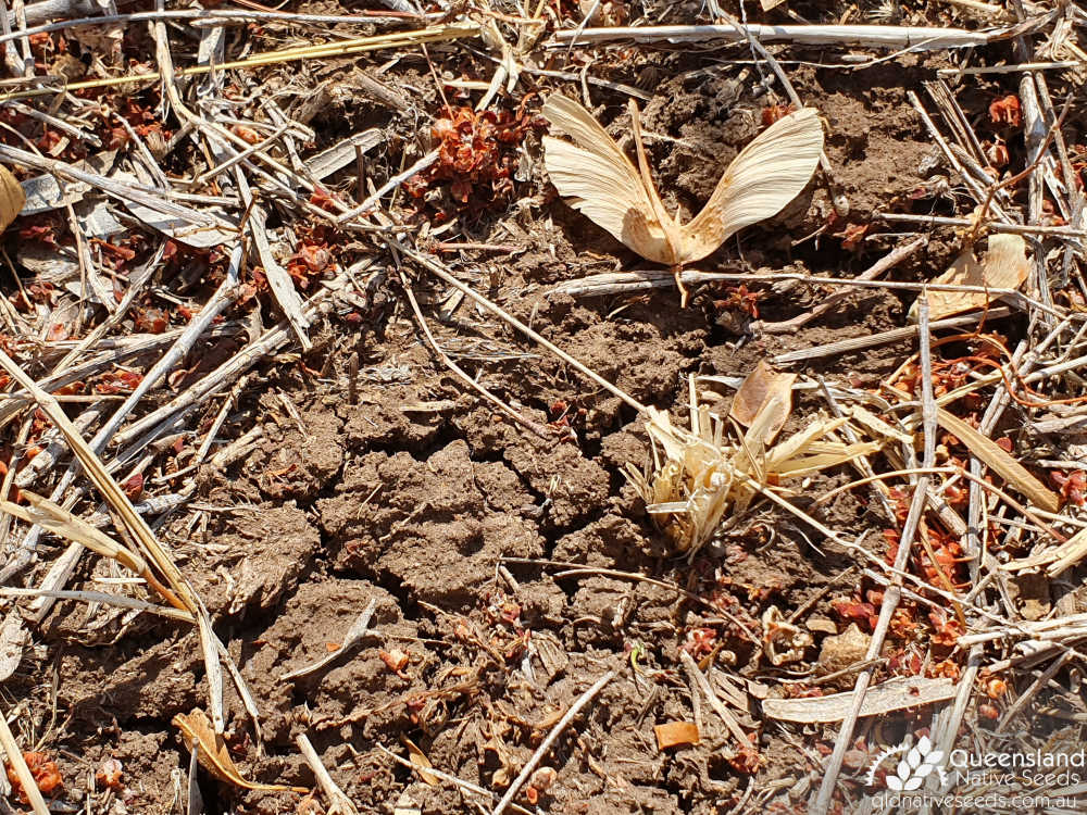 Atalaya hemiglauca | Edaphic site examples (basaltic clay loam) | Queensland Native Seeds