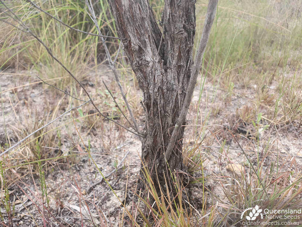 Cassinia laevis | bark, trunk | Queensland Native Seeds