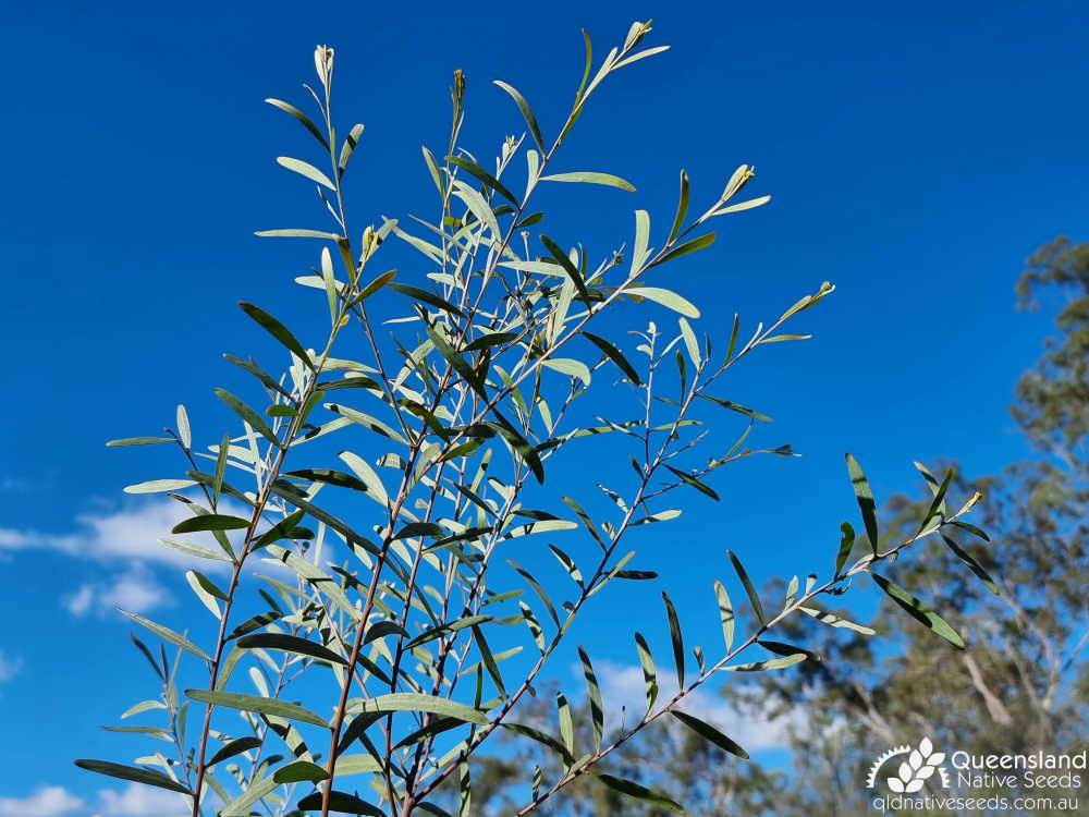 Acacia polifolia | phyllodes, terminal growth | Queensland Native Seeds