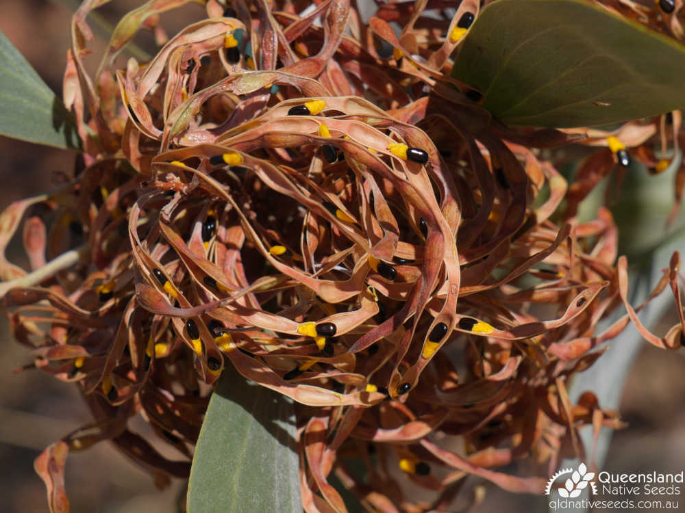 Acacia colei var. colei | fruit, seed | Queensland Native Seeds