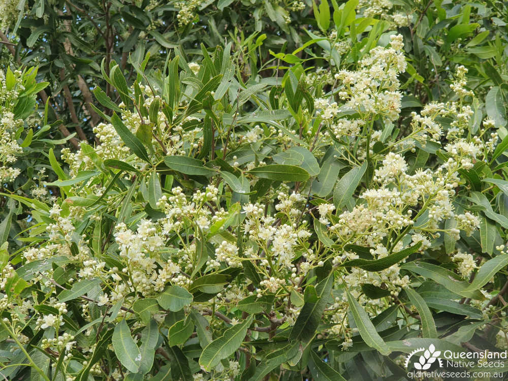 Atalaya salicifolia | inflorescence, leaves | Queensland Native Seeds