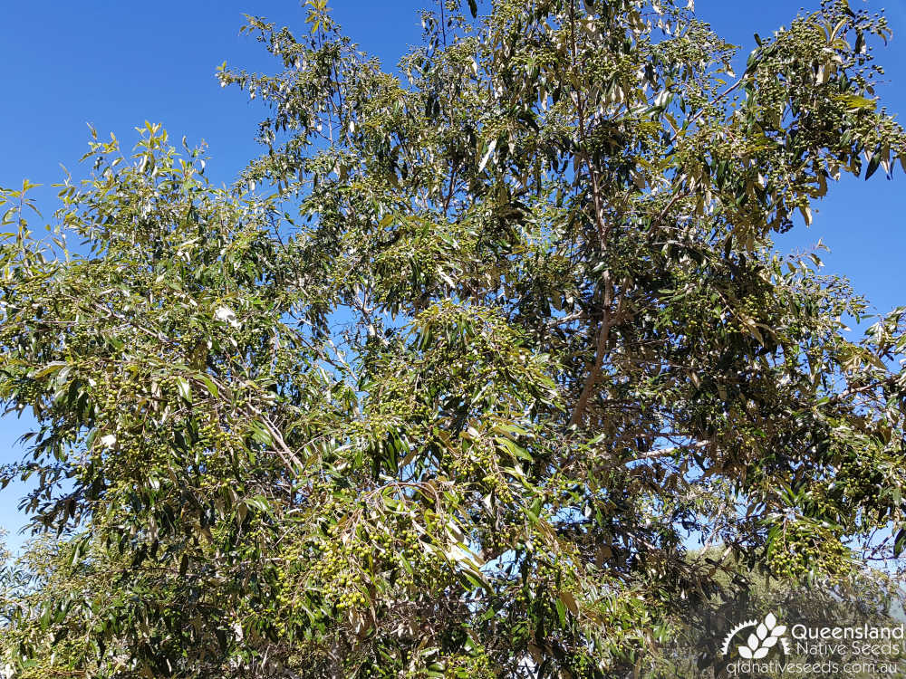 Alphitonia excelsa | habit, fruit | Queensland Native Seeds