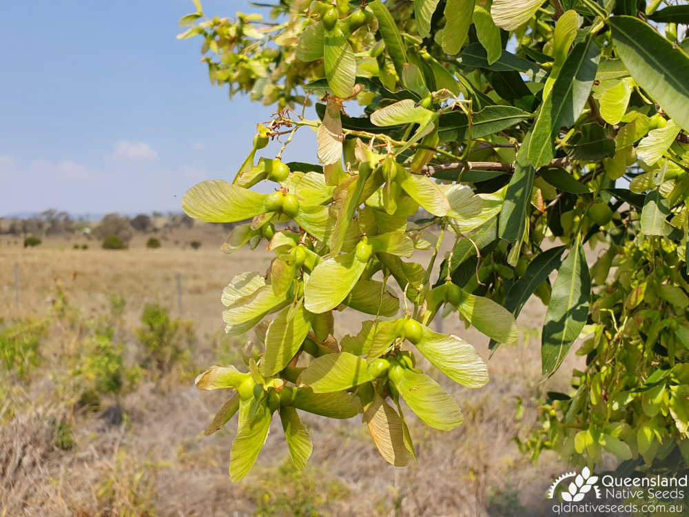 Atalaya salicifolia | fruit | Queensland Native Seeds