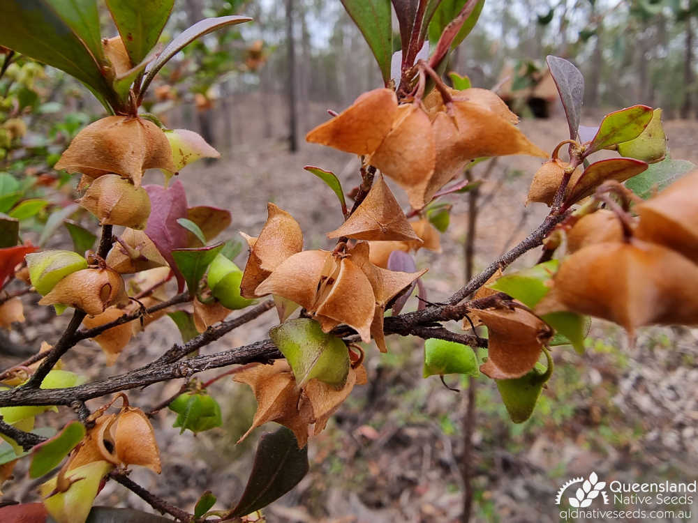 Dodonaea triangularis | capsule dehiscence | Queensland Native Seeds