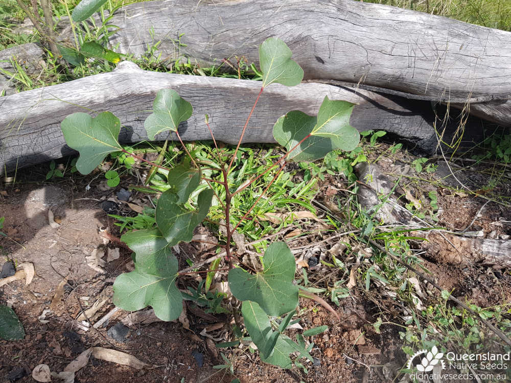 Brachychiton populneus | juvenile plant | Queensland Native Seeds