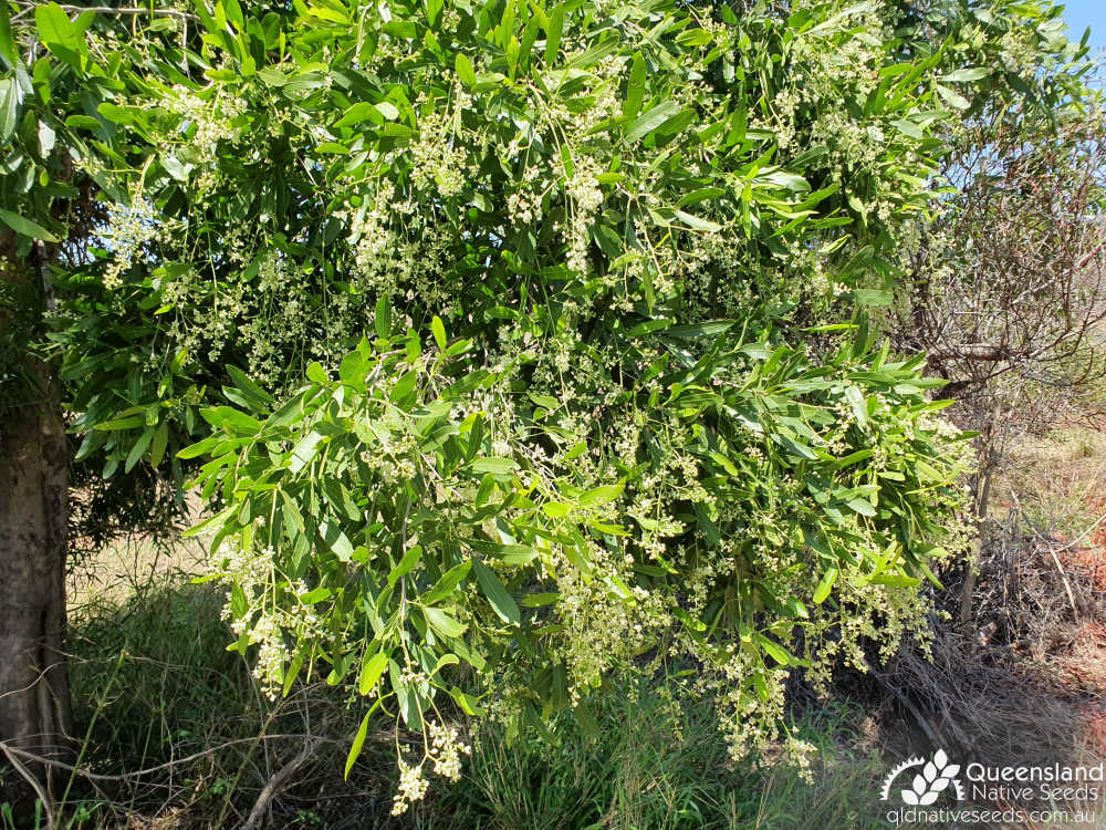 Atalaya salicifolia | foliage, inflorescence | Queensland Native Seeds