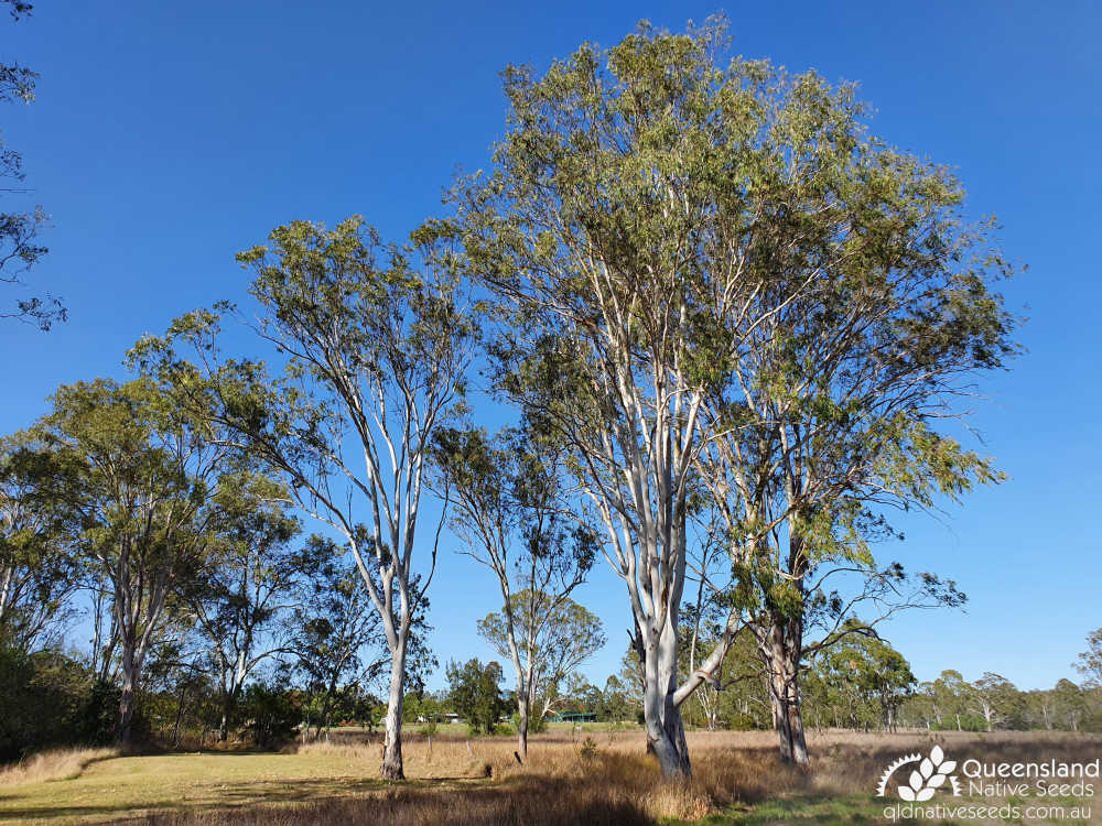 Eucalyptus tereticornis | habit | Queensland Native Seeds