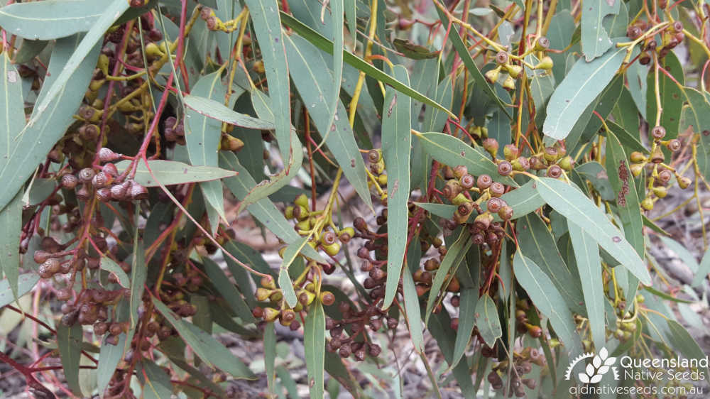 Eucalyptus fibrosa subsp. fibrosa | fruit | Queensland Native Seeds