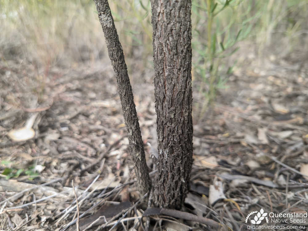 Senna artemisioides subsp. zygophylla | trunk, bark | Queensland Native Seeds