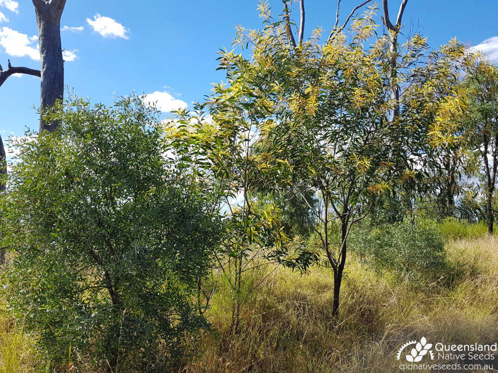 Acacia crassa subsp. crassa | habit | Queensland Native Seeds