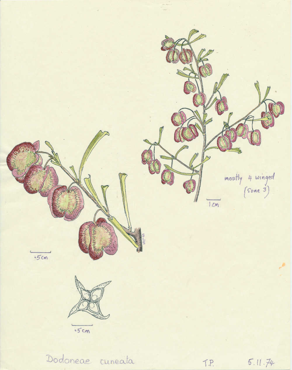 Dodonaea viscosa subsp. cuneata | depiction by Sylvia Seiler, Killara, West Boondooma | Queensland Native Seeds