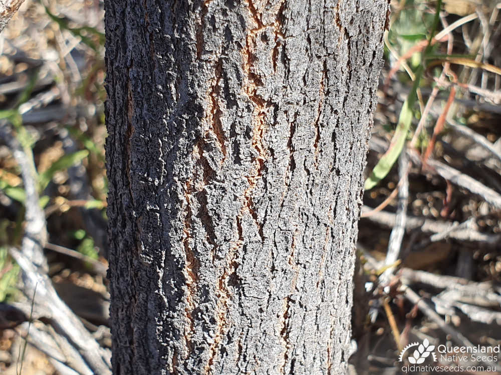 Acacia holosericea | bark | Queensland Native Seeds