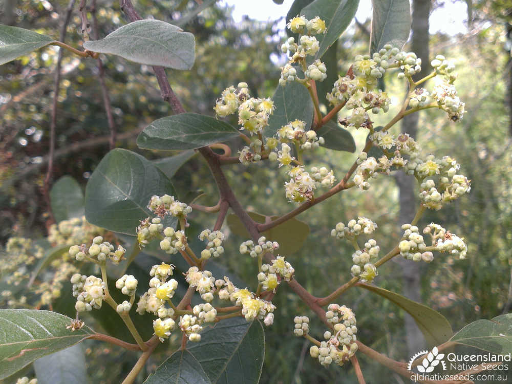 Alphitonia excelsa | inflorescence, leaves | Queensland Native Seeds