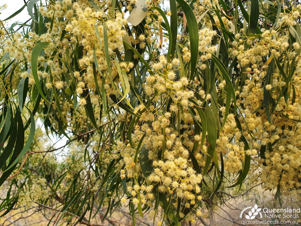 Acacia implexa  | inflorescence | Queensland Native Seeds