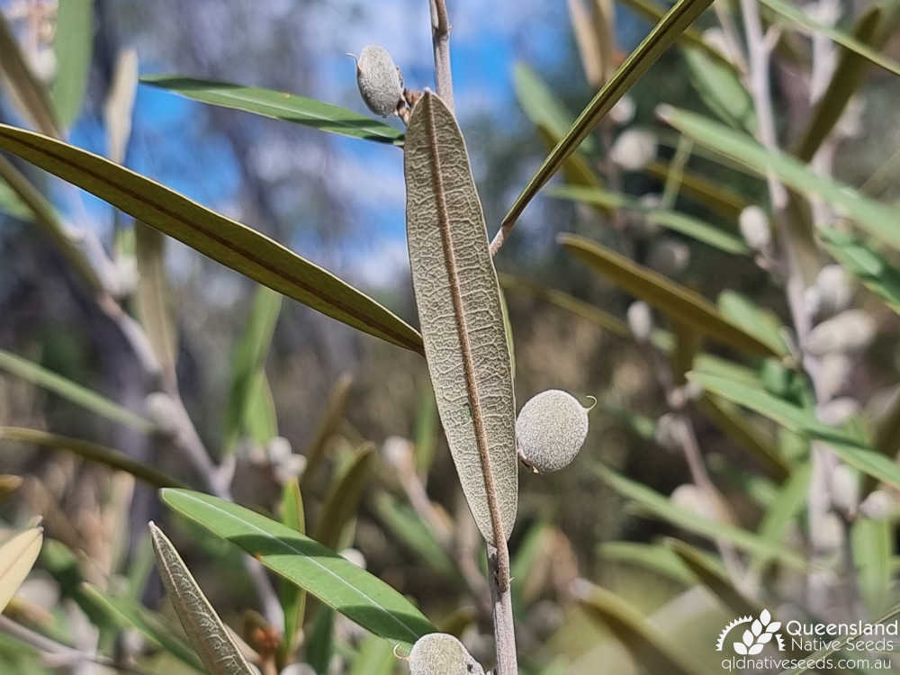 Hovea parvicalyx | leaf underside, pods | Queensland Native Seeds