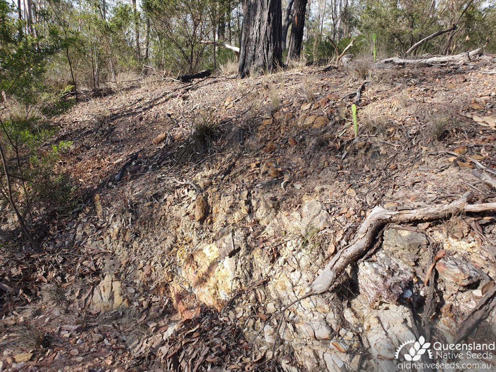 Eucalyptus fibrosa subsp. fibrosa | Edaphic site examples (shallow soils, decomposing Paleozoic metamorphics) | Queensland Native Seeds