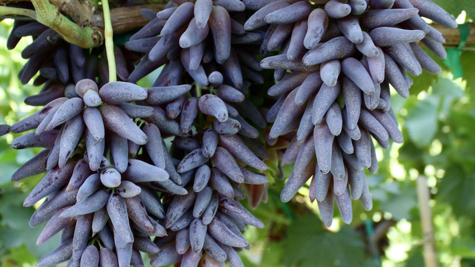 Tear-Drops-Grapes