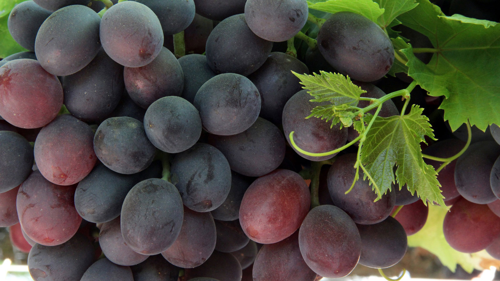 gum drop grapes