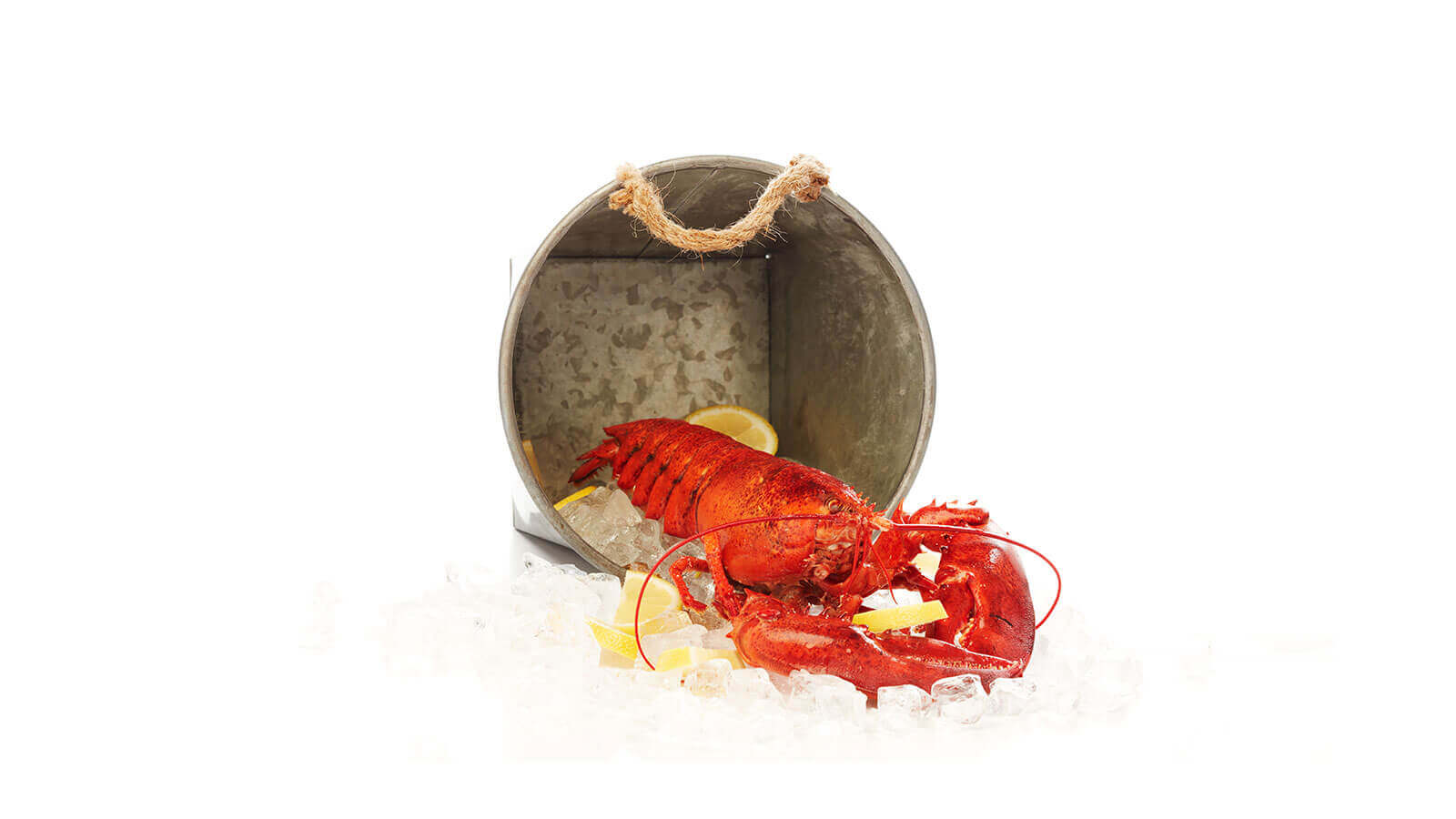 1 - 2 lb Live Lobsters