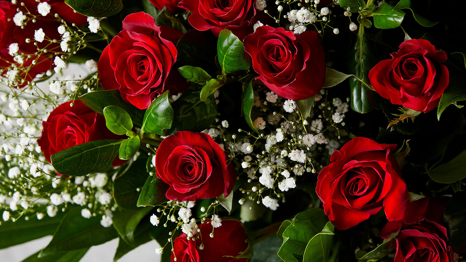 Roses with baby's breath
