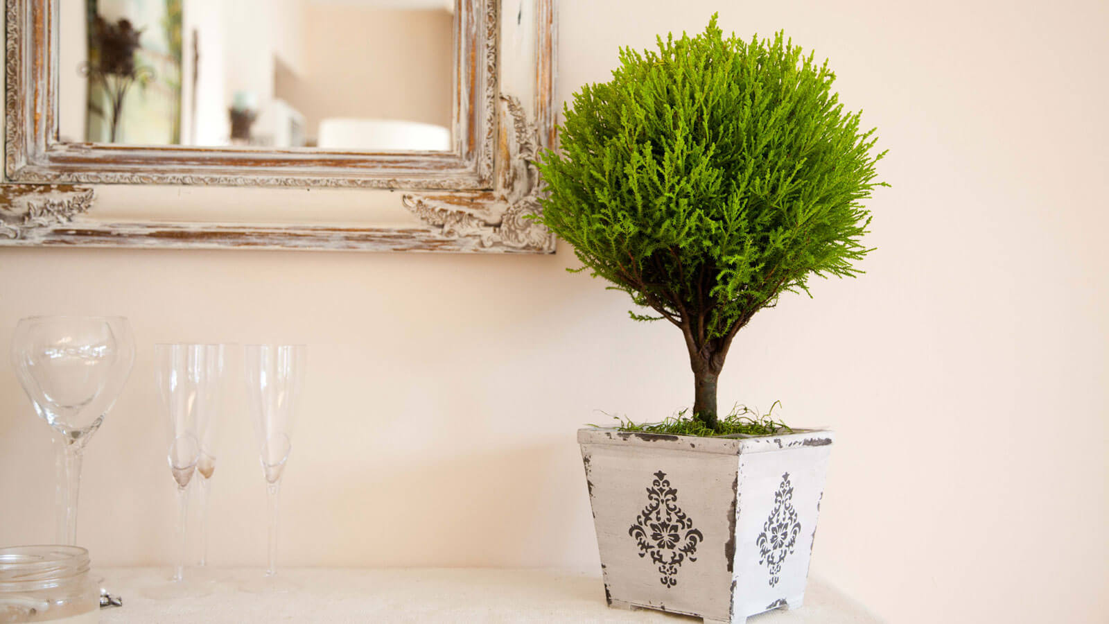 Lemon Cypress Topiaries