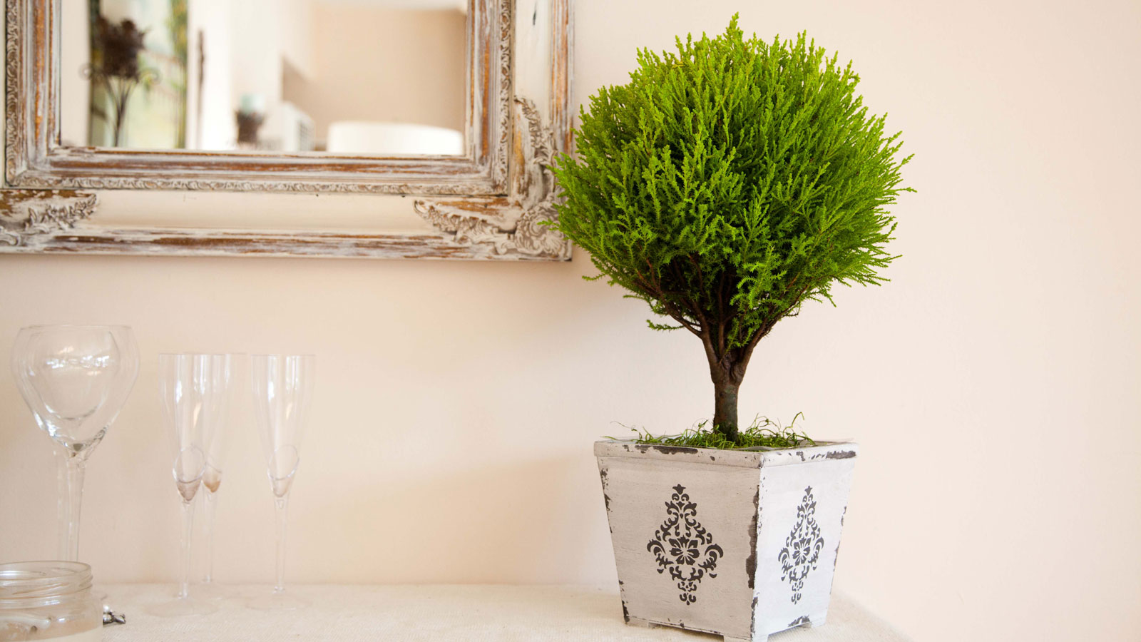 Lemon Cypress Topiaries
