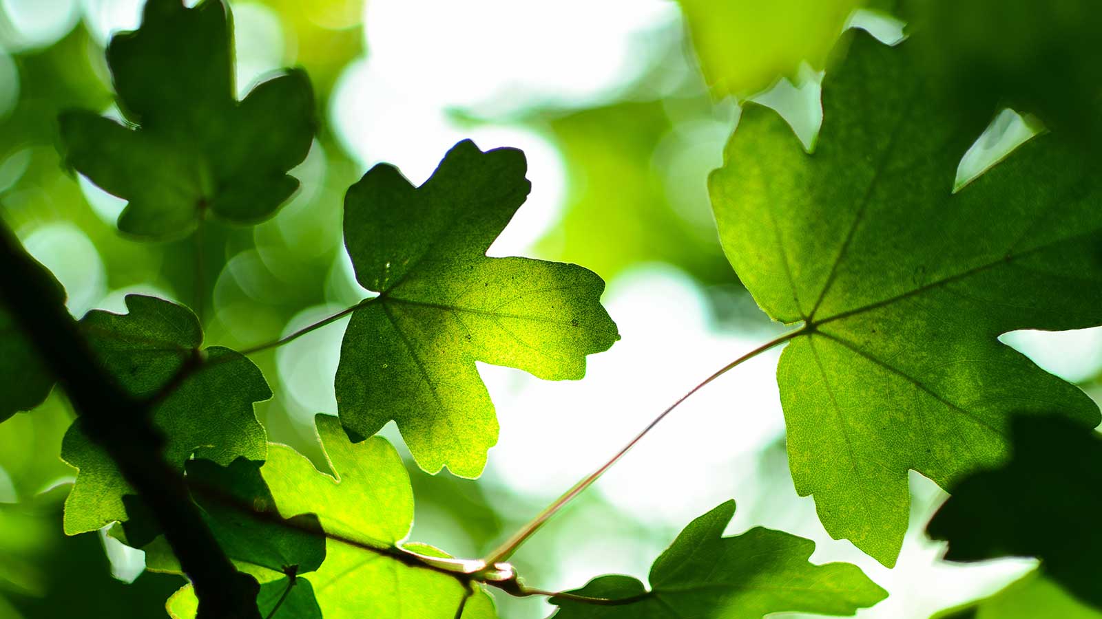 Corporate Responsibilty - Waste reduction - tree leaves