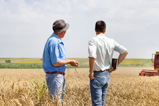 Business partners on wheat field