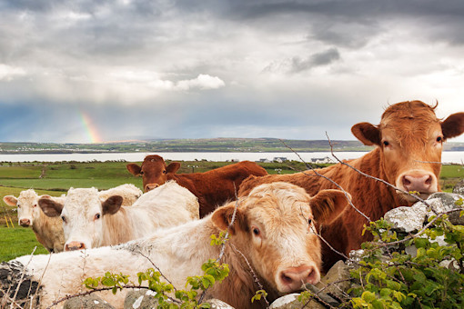 Cover options for farming insurance in Ireland