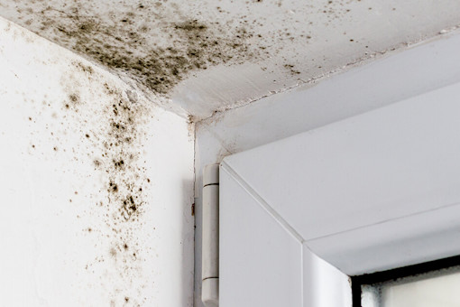 Mould growing in the corner of a window