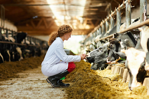 Farmer taking care of cows