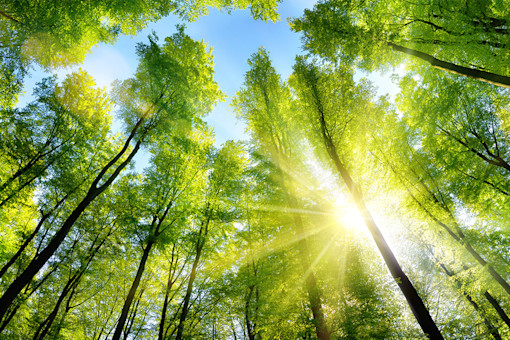 Carbon Neutral Insurance