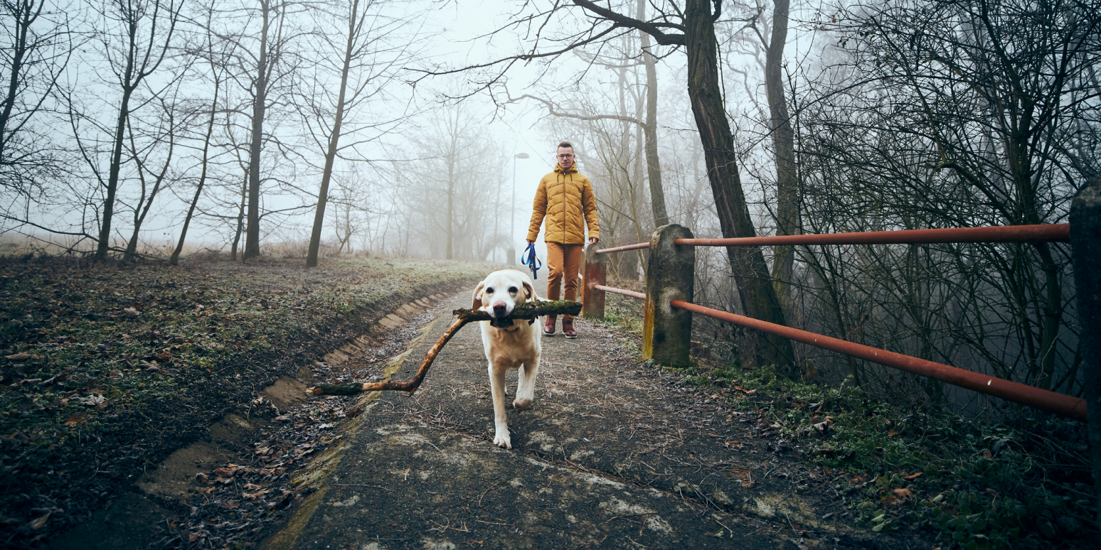 Hero image of a man walking behind a dog on a foggy day; the dog has a stick in his mouth
