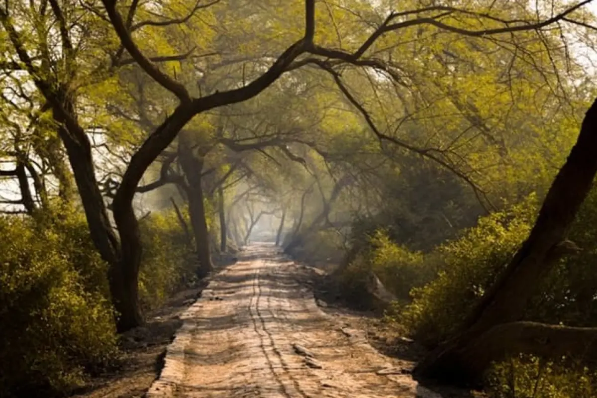 Discover the serene beauty of Keoladeo National Park with TravelTaxi's expert naturalists.