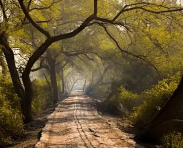 Discover the serene beauty of Keoladeo National Park with TravelTaxi's expert naturalists.