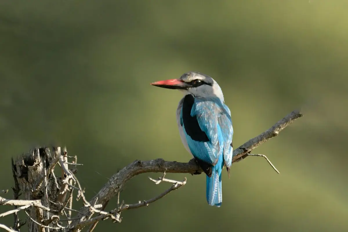 wildlife (13)