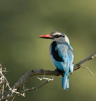 wildlife (13)