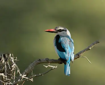 wildlife (13)