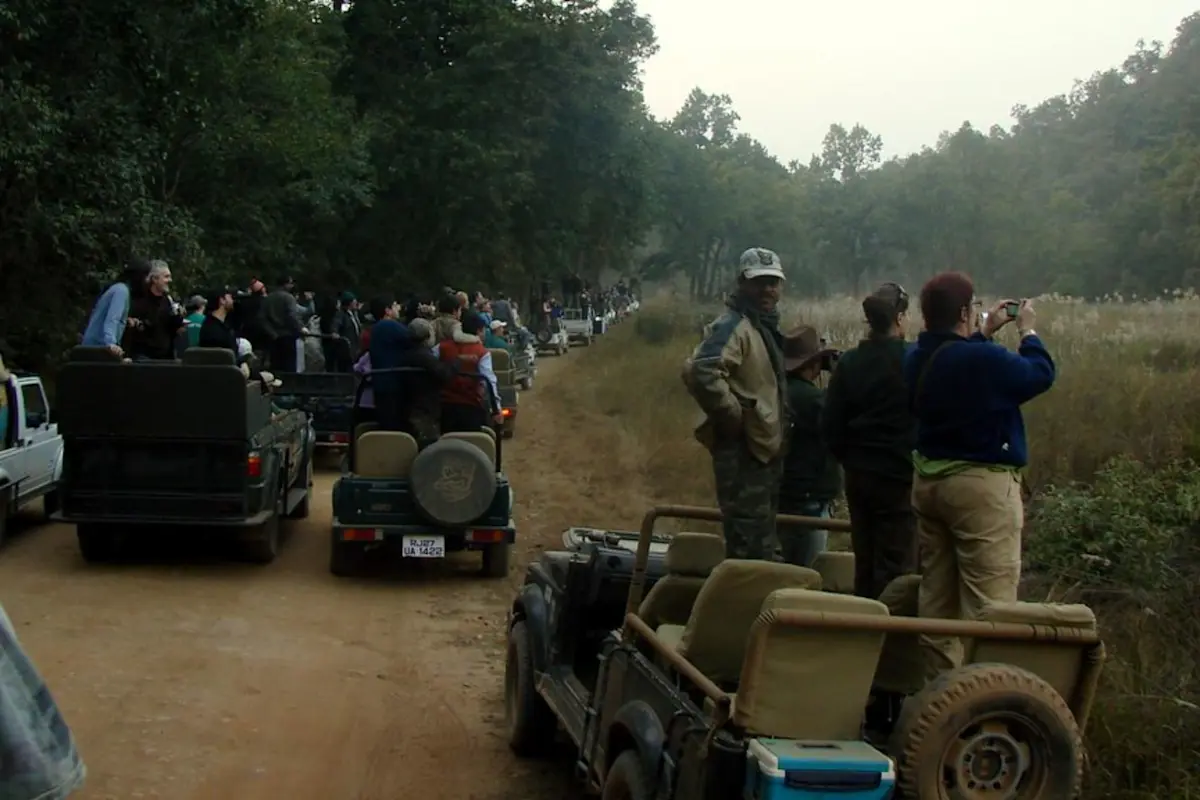 Experience the thrill of a night safari at Bandhavgarh National Park with TravelTaxi's guided tours in Madhya Pradesh.