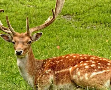 wildlife (1)