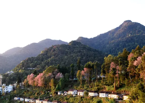 Discover Naga heritage at Kohima State Museum with TravelTaxi's guided cultural tours in Nagaland.