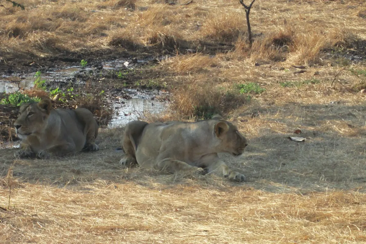 Discover the rich avian diversity at Kamleshwar Dam with TravelTaxi's guided bird-watching tours in Gir National Park.