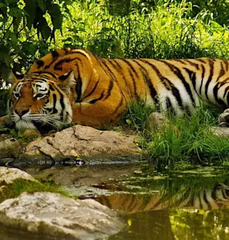 Wildlife