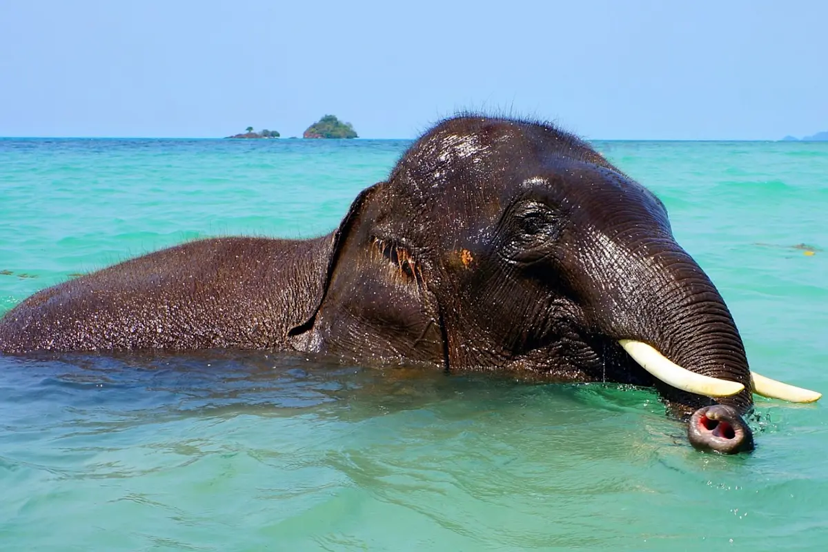 Discover the vibrant marine life of Havelock Island with TravelTaxi's guided snorkeling tours in Andaman.