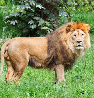 Wildlife
