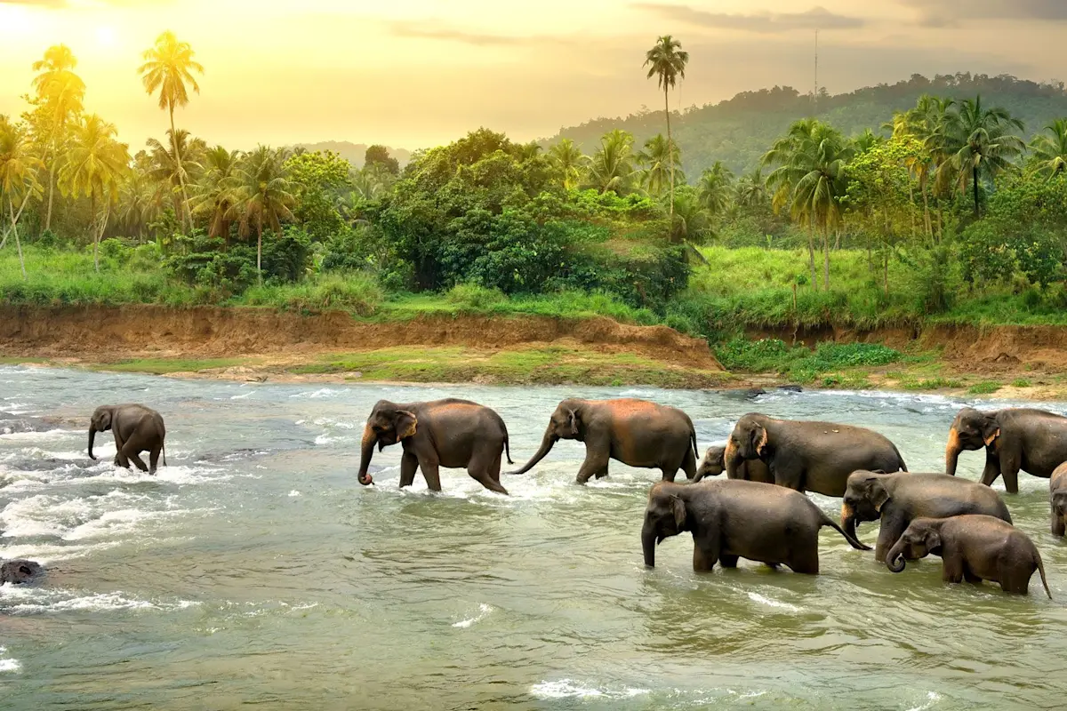 Experience the thrill of night treks with TravelTaxi's guided adventure tours in Thekkady, Kerala.