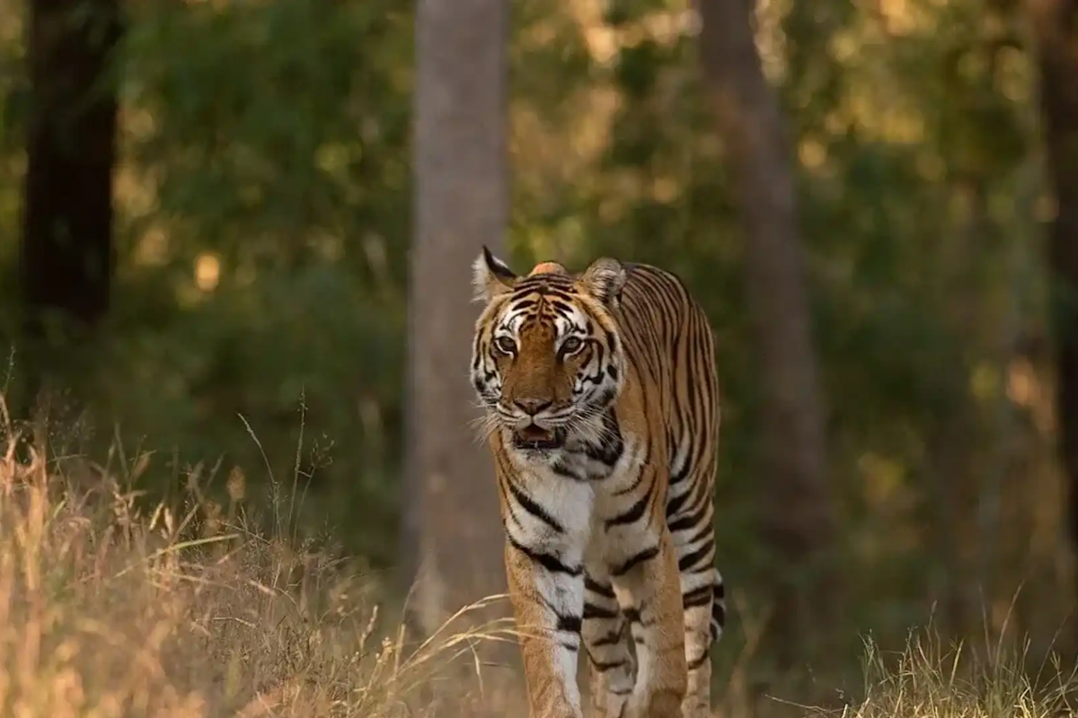 Witness majestic Bengal tigers on a thrilling safari with TravelTaxi in Bandhavgarh National Park, Madhya Pradesh.