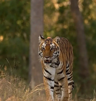Witness majestic Bengal tigers on a thrilling safari with TravelTaxi in Bandhavgarh National Park, Madhya Pradesh.